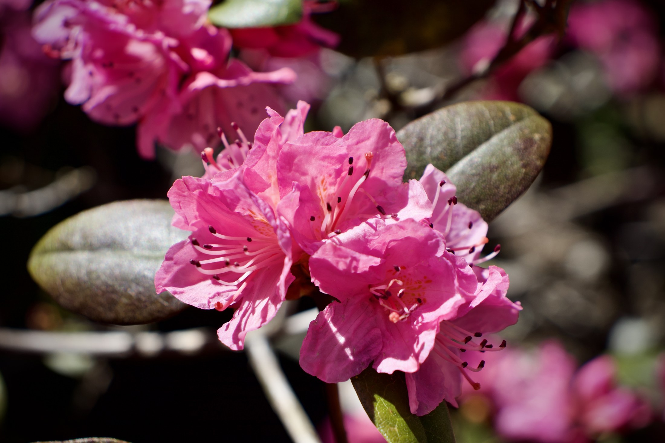 Placeholder photograph 1